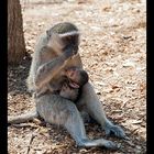 Serie Affenmutter mit Baby (1)