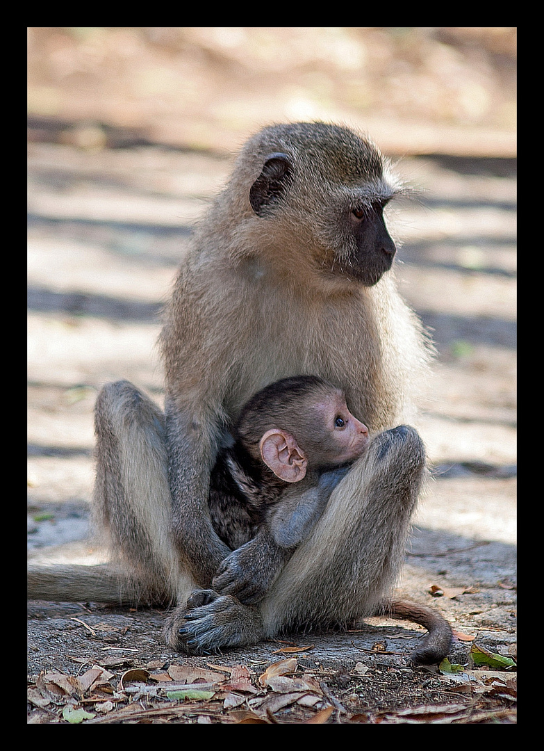 Serie Affenmutter mit Baby (2)