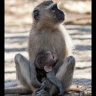 Serie Affenmutter mit Baby (3)