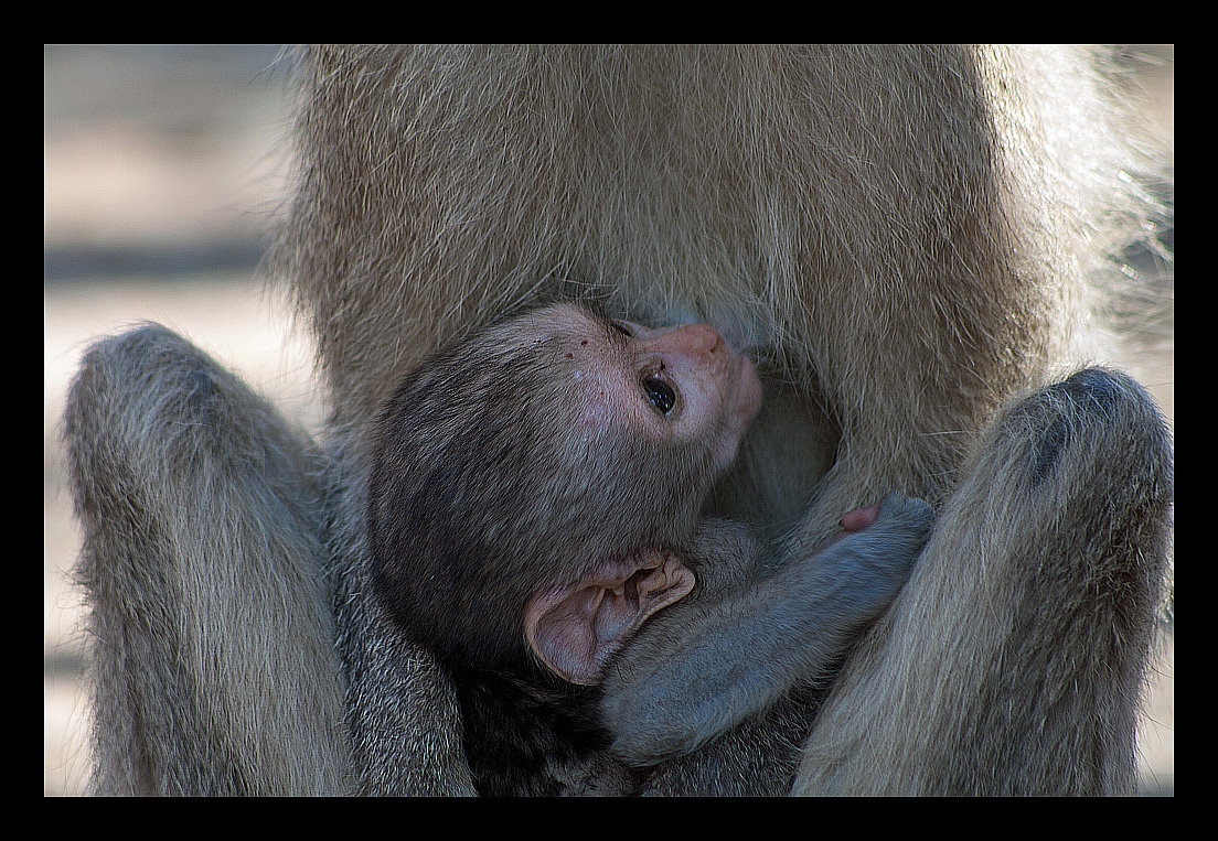 Serie Affenmutter mit Baby (4)