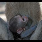 Serie Affenmutter mit Baby (4)