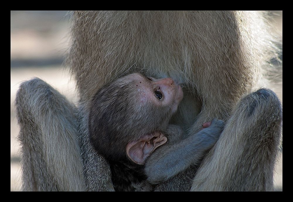 Serie Affenmutter mit Baby (4)