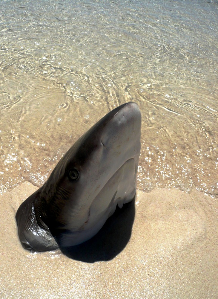 SERIE: Animales Inanimados / El cazon (tiburon)