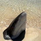 SERIE: Animales Inanimados / El cazon (tiburon)