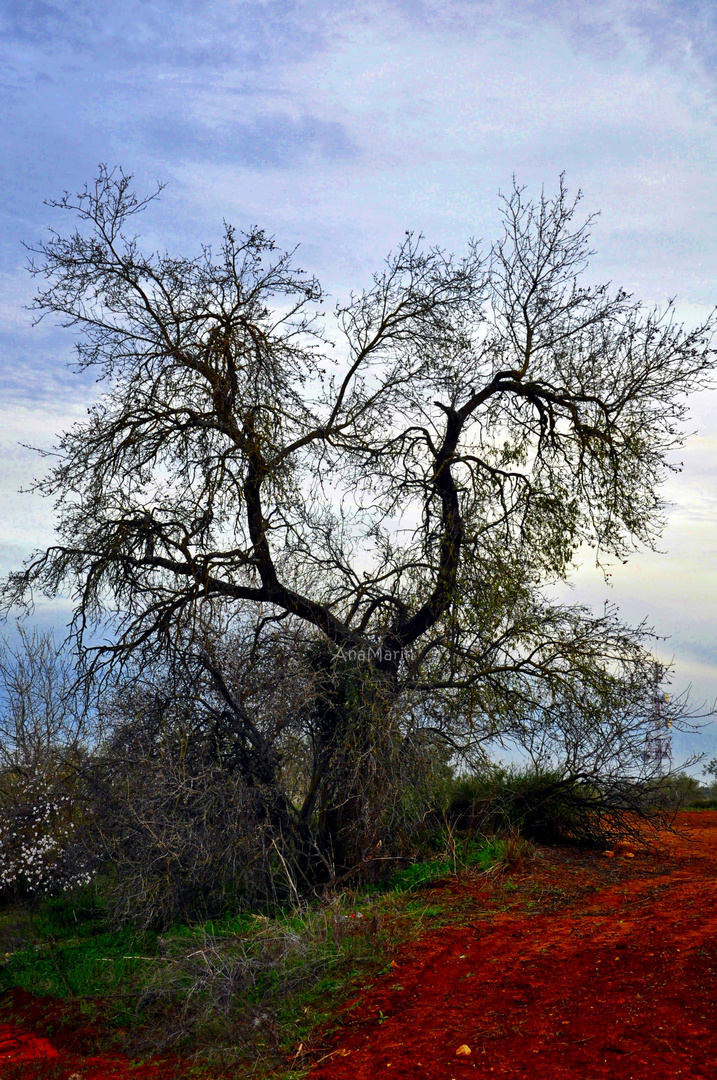 Serie : Arboles