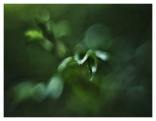 ... Serie: "beyond contemplation" (36)