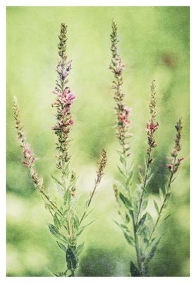 ... Serie: "beyond contemplation" (57)