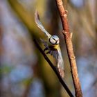 Serie: Birds in Flight (Blaumeise als Flugkünstler)