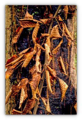 Serie BLATTWERK: Blatt an Blatt