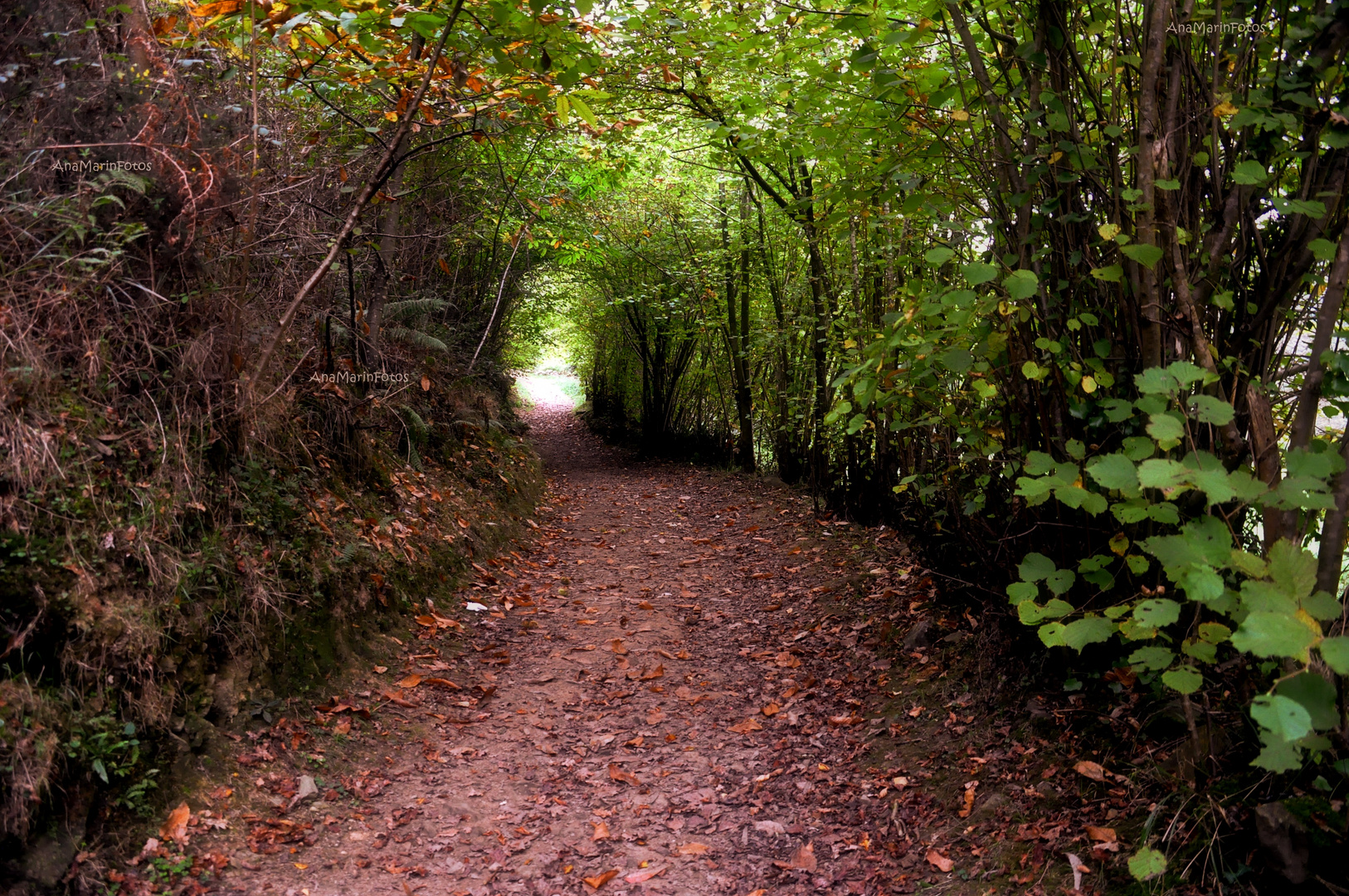 Serie : Bosques 