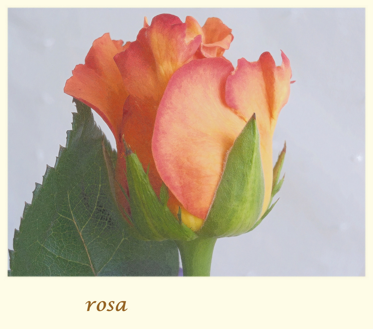 serie botanica - rosa