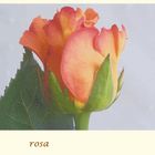 serie botanica - rosa