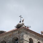 serie de cigueñas en bejar que o me equivoco o ay cuatro bebes 2