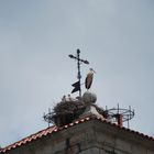 serie de cigueñas en bejar que o me equivoco o ay cuatro bebes 3