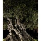 Serie: Die Ästhetik uralter Olivenbäume