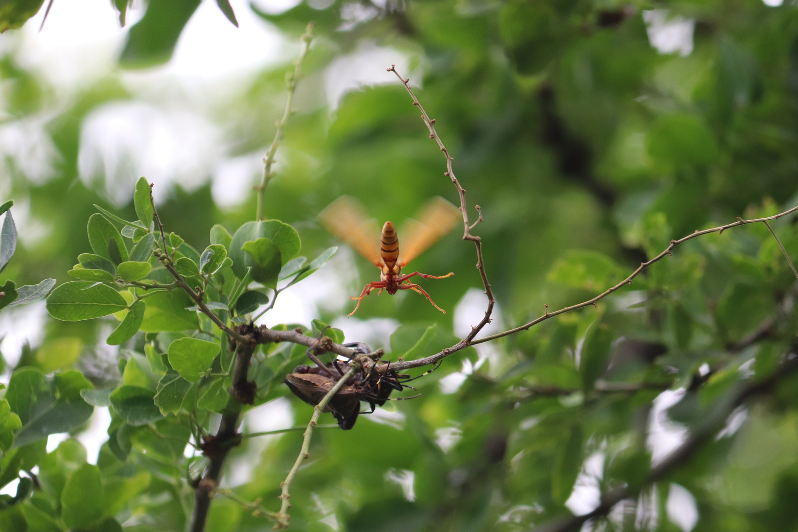 Serie,  entre hadas  y libélulas en el bosque 5