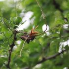 Serie,  entre hadas  y libélulas en el bosque 6