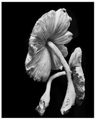 Serie Entrelazados a