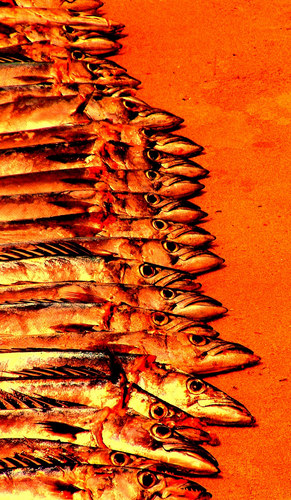 Serie - Fisch terracotta