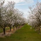 Série : Fleurs d'amandiers 1