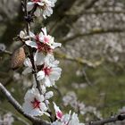 Série : Fleurs d'amandiers 3