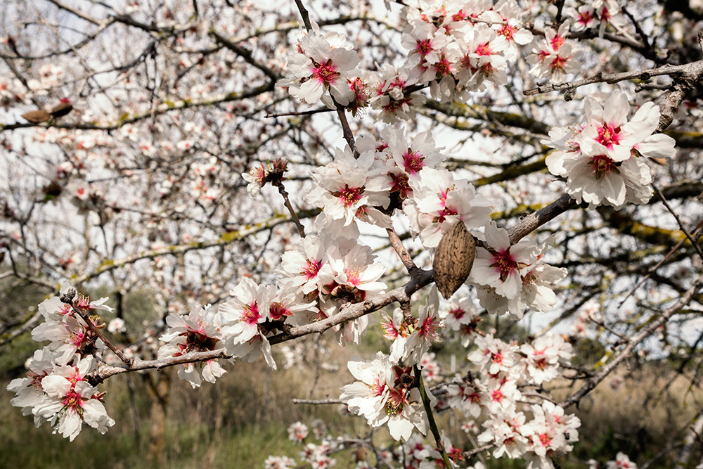 Série : Fleurs d'amandiers 4