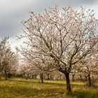 Série : Fleurs d'amandiers 6