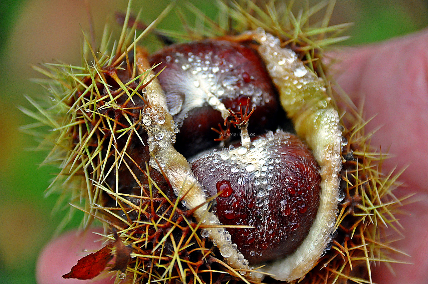 Serie : Frutos de la Naturaleza