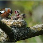 Serie - Fütterung der kleinen ..... Buchfinken 3/3