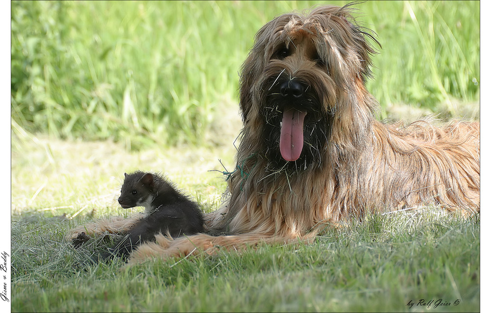 Serie: "Gismo" & " Buddy "