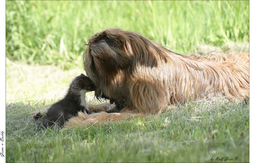 Serie: "Gismo" & " Buddy "