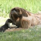 Serie: "Gismo" & " Buddy "