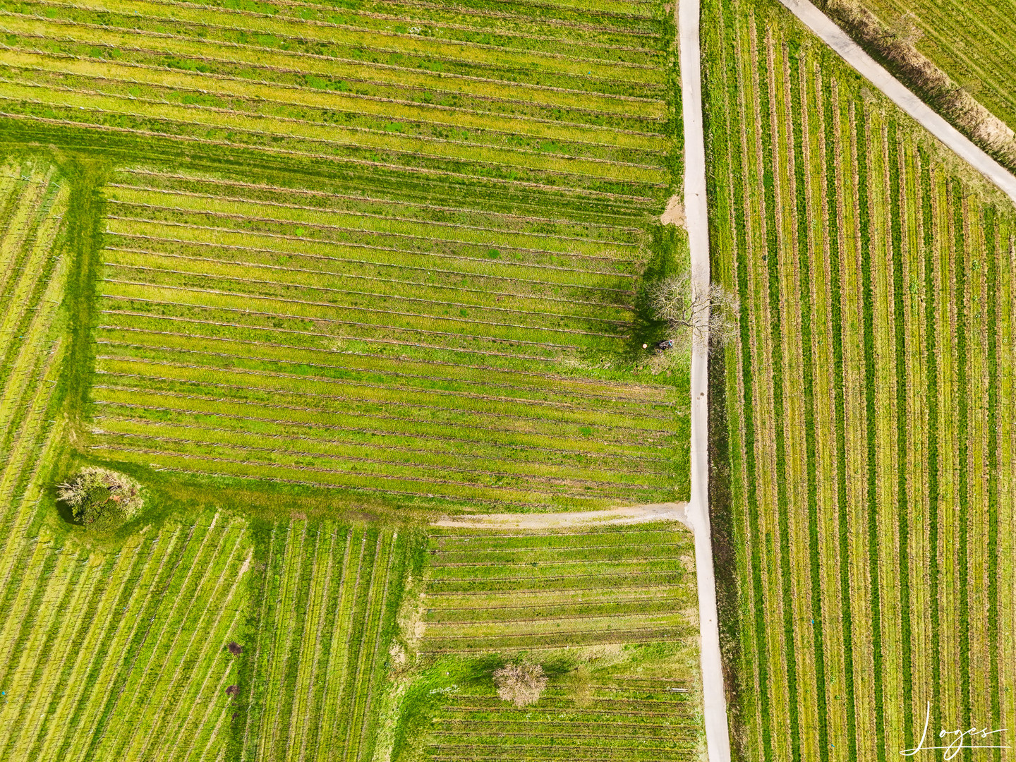 Serie: Luftaufnahmen der Weinberge an der Hessischen Bergstraße