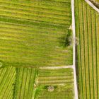 Serie: Luftaufnahmen der Weinberge an der Hessischen Bergstraße