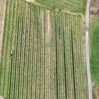 Serie: Luftaufnahmen der Weinberge an der Hessischen Bergstraße