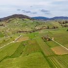 Serie: Luftaufnahmen der Weinberge an der Hessischen Bergstraße