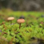 Serie , Mundo Mágico; como pequeñas casas en el bosque 13