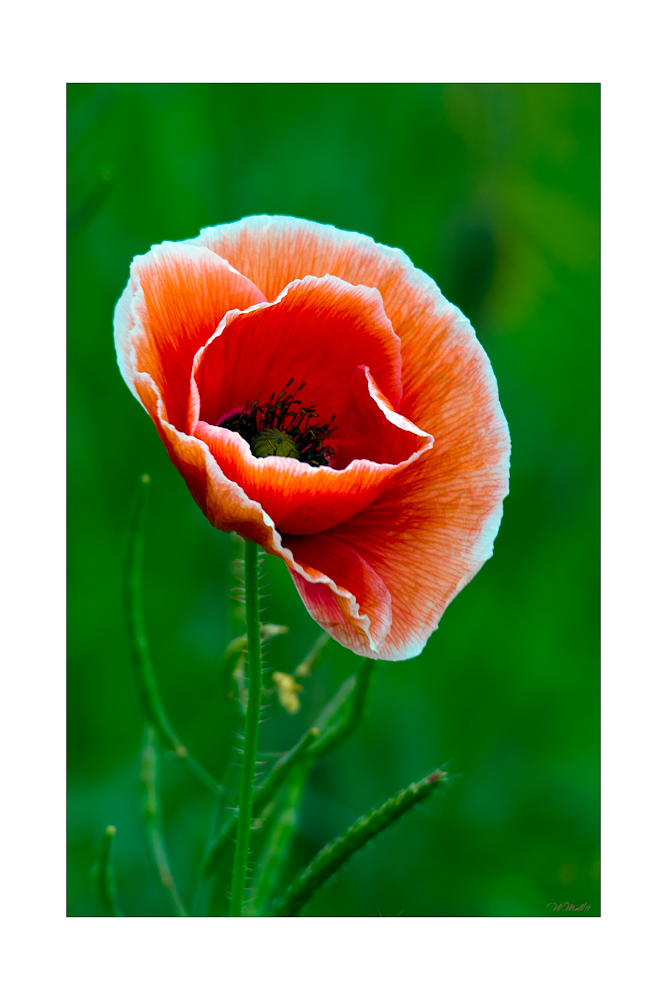 Serie-Papaver-1