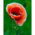 Serie-Papaver-1