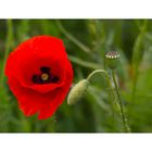 Serie-Papaver-3