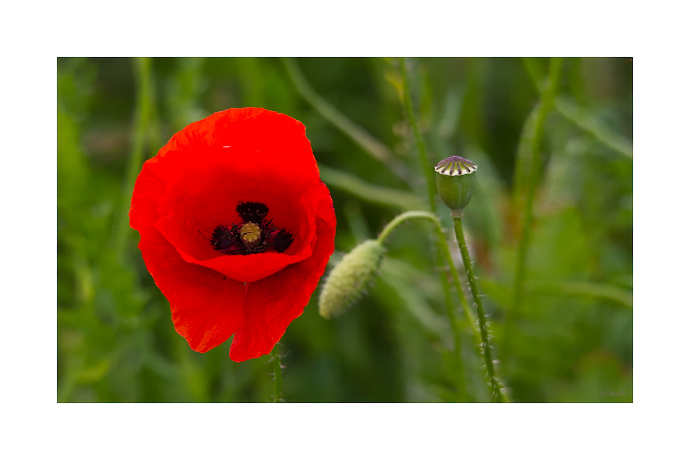 Serie-Papaver-3