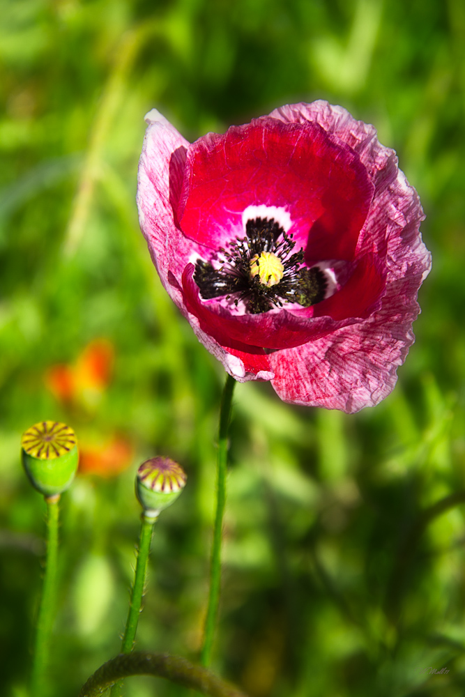 Serie-Papaver-4