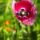 Serie-Papaver-4