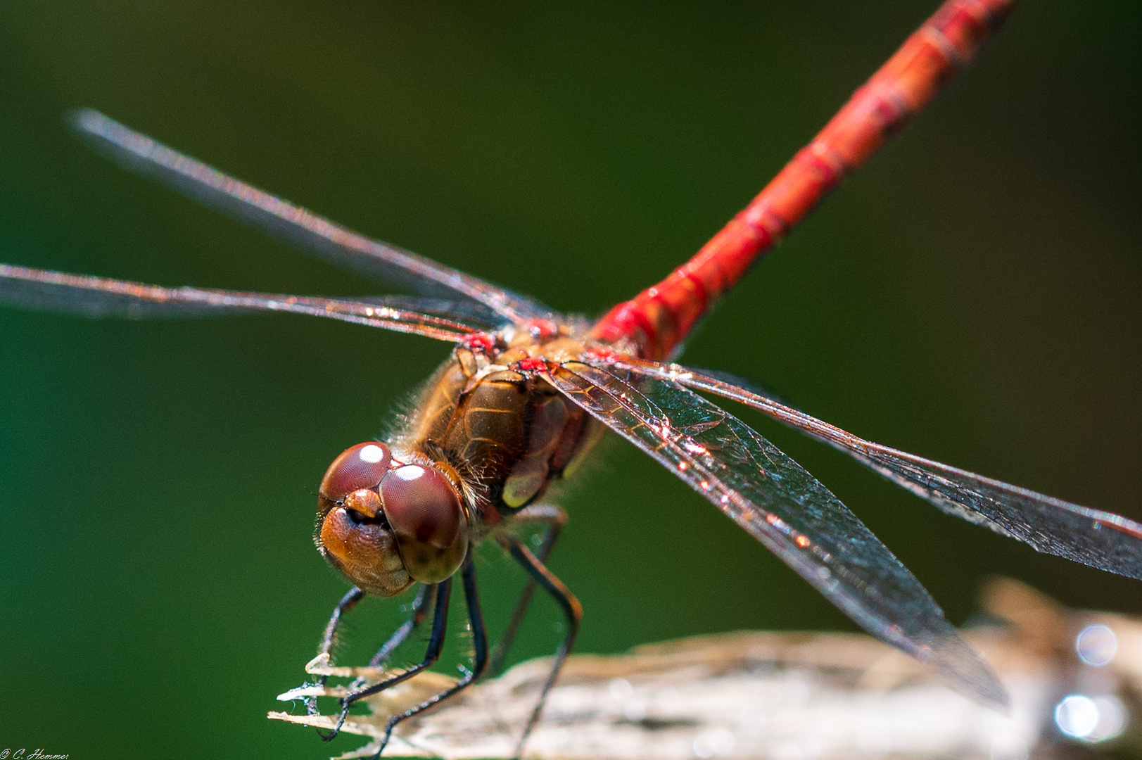 Serie: Rote Heidelibelle 2