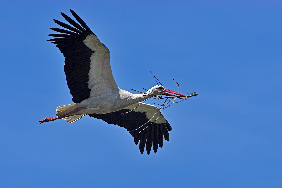 Serie ::: Schreitvögel im Flug ::: #1