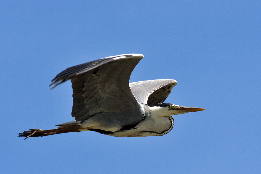 Serie ::: Schreitvögel im Flug ::: #2