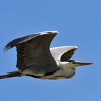 Serie ::: Schreitvögel im Flug ::: #2