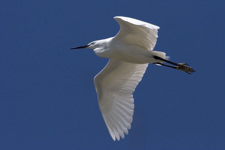 Serie ::: Schreitvögel im Flug ::: #4