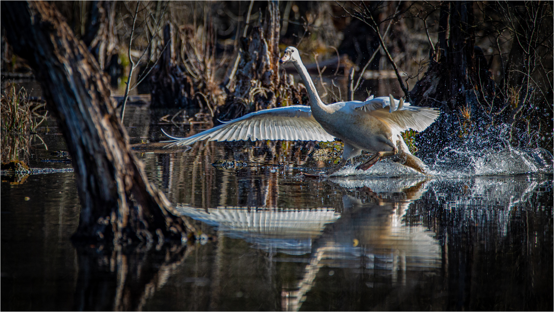 Serie # Schwan 1 