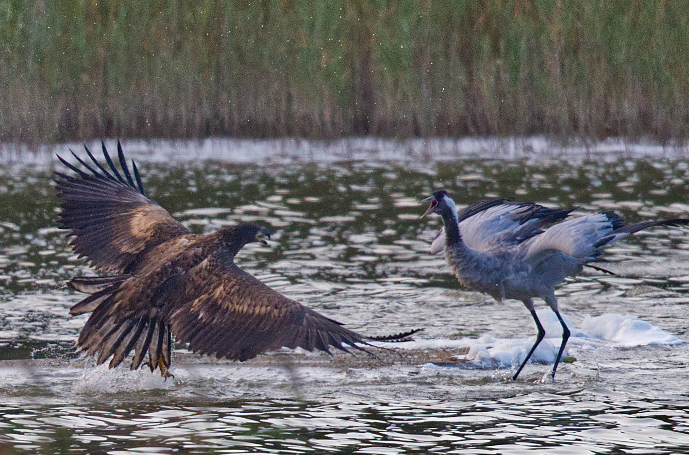 Serie Seeadler/Jungadler greift Kranichpaar an